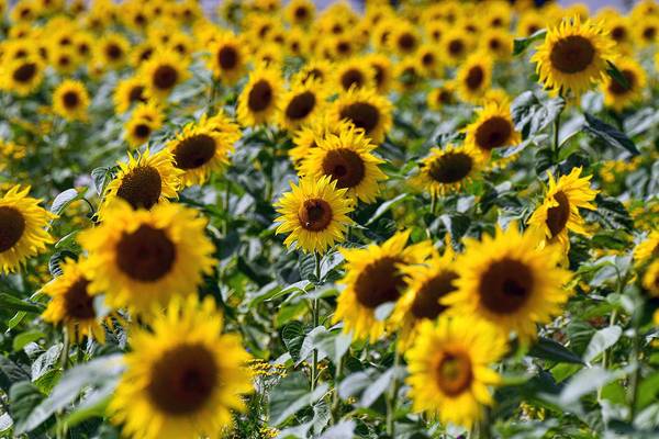 Bild mit Sonnenblumen